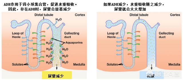 喝水后尿多是肾不好吗:喝水后尿多是肾好还是肾不好 一喝水就有尿的人和喝水多没尿的人，谁更健康？尿多是肾不好吗？
