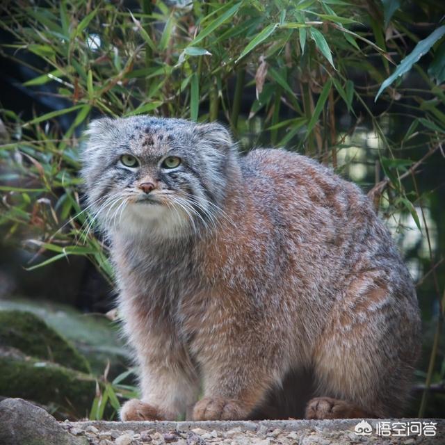 猫科动物:猫科动物中战力最强的是谁？ 猫科动物有哪些