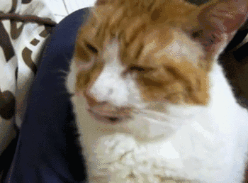 柯尼斯卷毛猫暹罗猫:柯尼斯卷毛猫掉毛吗，猫咪掉毛正常吗？ 柯尼斯卷毛猫和德文卷毛的繁育