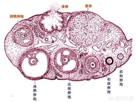 怀孕三个月胎停,想再怀孕压力大,害怕怎么办,怀孕前都查什么？