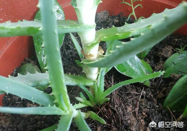 芦荟的用途:家里栽的芦荟有哪些奇妙的用途？