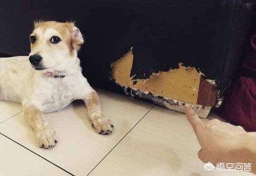 柯基幼犬喜欢咬东西:狗狗喜欢乱咬东西怎么办？