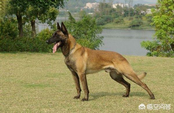 最好的家庭护卫犬:小型家庭护卫犬 哪些狗可以悍不畏死的保护自己的主人？为什么？