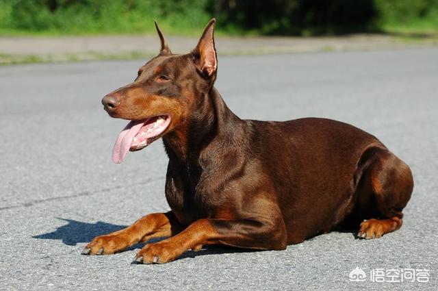 最好的家庭护卫犬:小型家庭护卫犬 哪些狗可以悍不畏死的保护自己的主人？为什么？