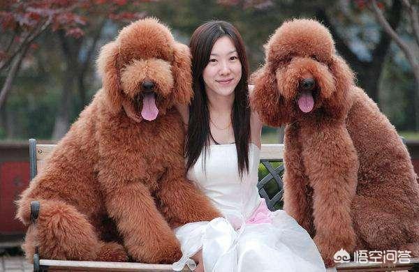 美女犬:怎么看待美女主播遛狗未栓绳，被一家三口殴打？