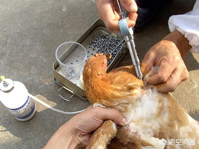 养鸡微信交流群:秋冬季节交替，养鸡人不得忽视哪些疾病，如何防控？