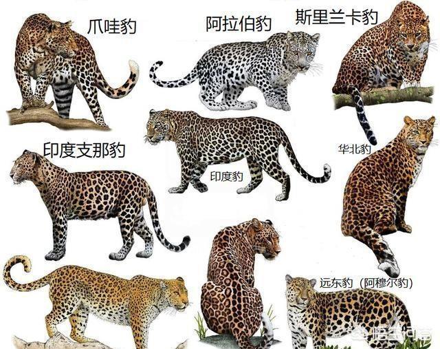 冬泉豹幼崽怎么提升品质:豹子和狮子能杂交吗？后代会是怎样的动物？