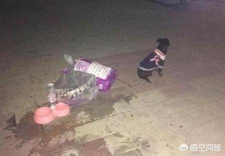 养狗这件事 大结局:主人去世，小狗路边苦守80天，对此你怎么看？