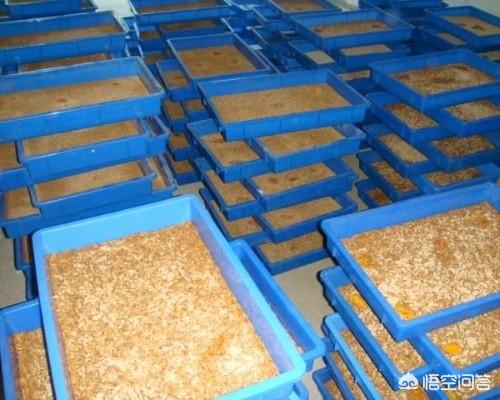 黄粉虫的养殖技术:黄粉虫养殖技术与利润 养殖小龙虾，可以用黄粉虫喂养吗，如何喂养？
