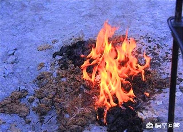 为什么奥利给是屎:鲸鱼的排泄量巨大, 为啥粪便的价格却十分昂贵？