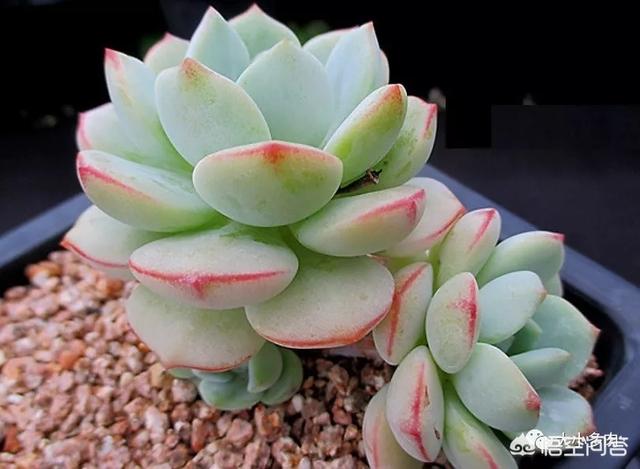 多肉景天科长生草属有哪些植物:姬胧月与紫乐多肉的区别在哪儿？