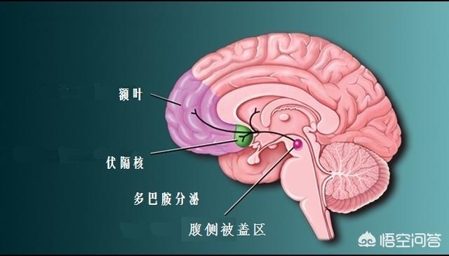 有些人每天晚上下班后总想喝点白酒，这样算不算是酗酒呢？你怎么看？插图39