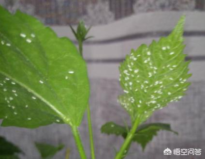 扶桑树:到日本有东渡扶桑之说，这是什么意思呢？有哪些依据？
