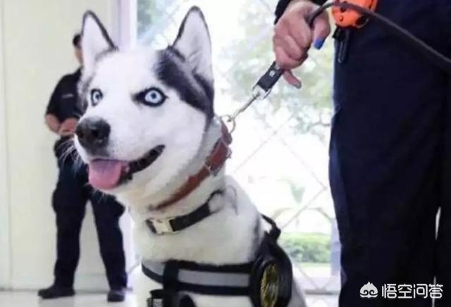 雪橇犬哈士奇能看家吗:你认为哈士奇适合当警犬吗？为什么？