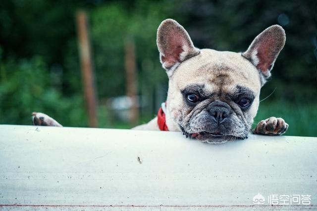 萨摩犬佝偻病症状:萨摩耶犬有什么易犯疾病？