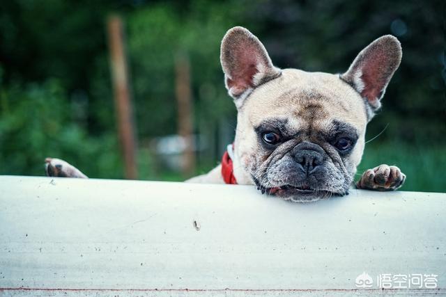 萨摩犬佝偻病症状:狗狗如果缺乏微量元素，会有哪些现象？