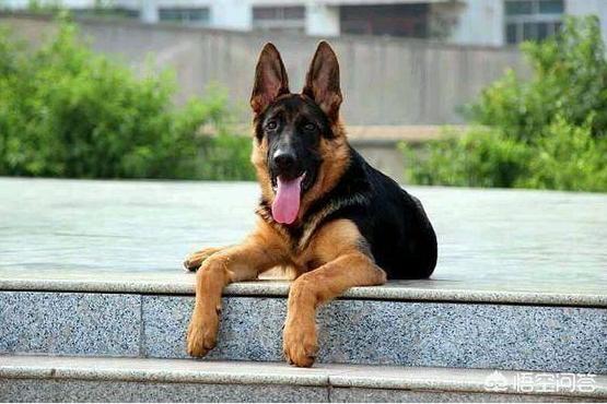 纯种小德牧:德国牧羊犬，“纯种犬”和“串串犬”如何区分？