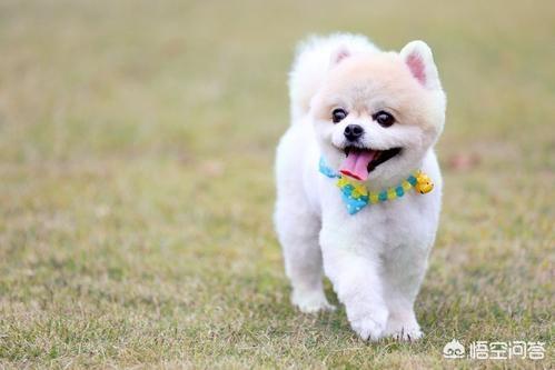 情侣萌狗狗图片:如何拍出“虐狗”的情侣照？