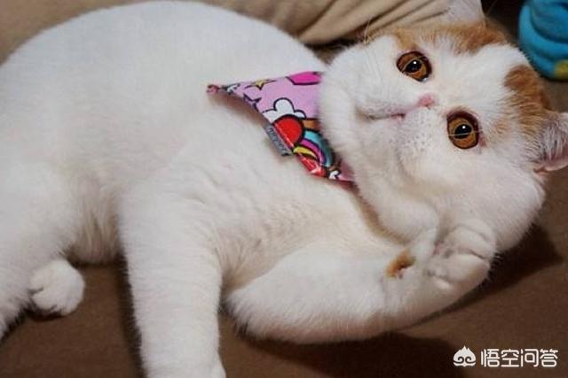 斯芬克斯猫加热:你见过长相最奇怪的猫长什么样？ 斯芬克斯猫真的好烦人