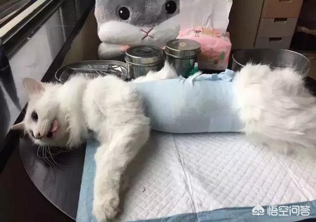 母猫绝育伤口一般多大?:我家的猫是母猫11个月了，该不该带她去做绝育？ 母猫绝育后伤口多久可以好