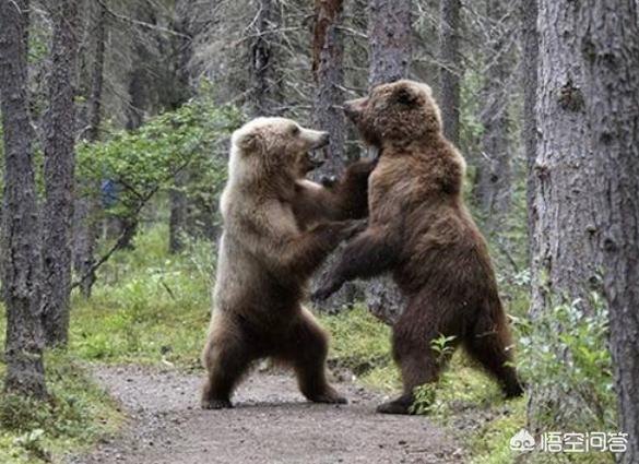 藏獒vs狼的真实打斗:藏獒和北美灰狼单挑，谁厉害？