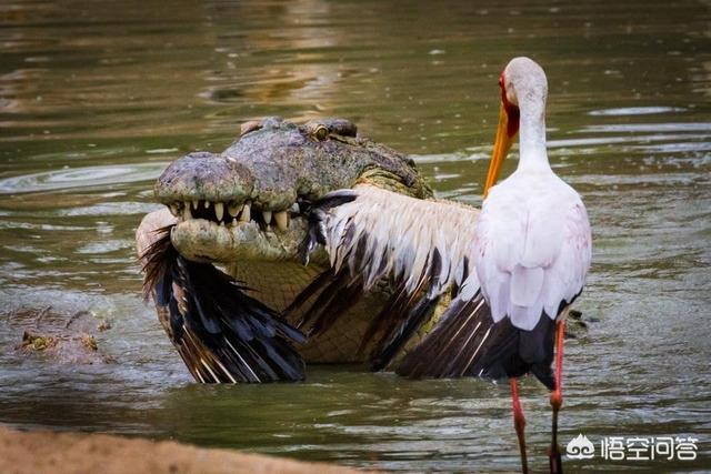 为什么鳄鱼不吃牙签鸟?-图3