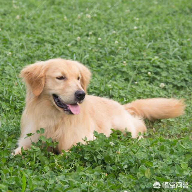 金毛犬吧:第一次养金毛需要注意什么？ 金毛犬多贵一只