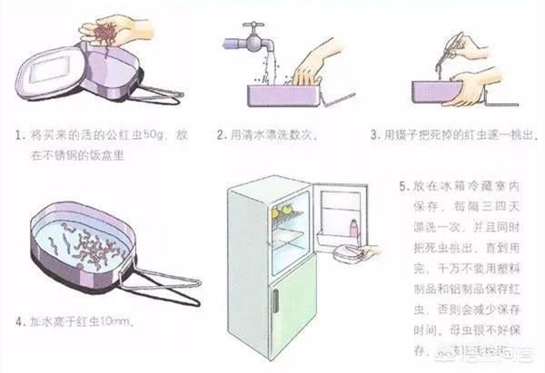 母红虫与公红虫图片:为什么网上买的红虫那么小？