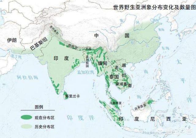 灭绝的动物大象鸟:先秦时代，中原有大熊猫、孔雀、仙鹤和大象吗？有哪些史实依据？