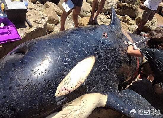 旱獭子什么样:虎鲸有天敌吗？它是一种什么样的动物？