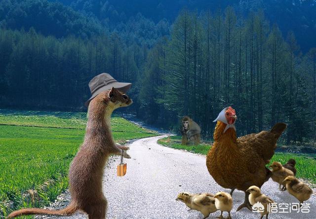 黄鼠狼吃什么,黄鼠狼主要食物是什么(图1)