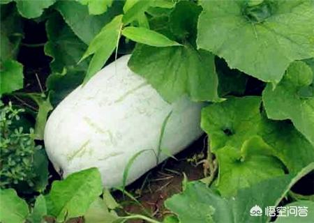 悟空问答 冬瓜一般开花多少天后就可以成熟采摘 怎么判断冬瓜成熟了 10个回答