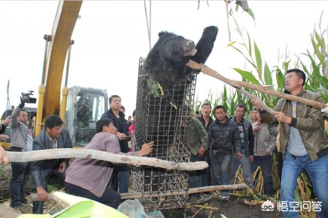 月熊:问，狗熊跟棕熊有什么区别？