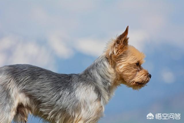 阿富汗猎犬图片价格幼犬:有什么常见的宠物犬的价格是比较昂贵的吗？