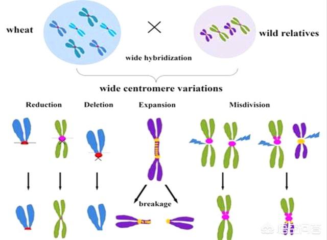 狗和狼的DNA一样吗？插图30