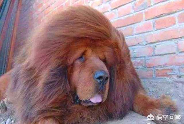 狗和狼的DNA一样吗？插图31