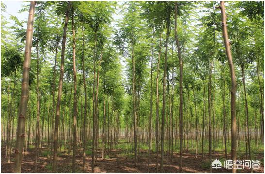 桉树适合什么地方种植，在广西，除桉树外还适合种哪些速生树