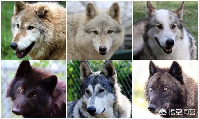 狗和狼的DNA一样吗？插图20