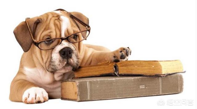阿富汗斗狗大赛:比特犬土佐犬纽波利顿谁厉害？
