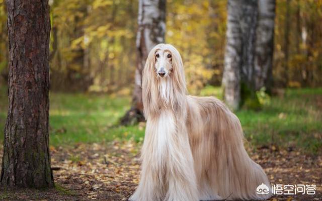 土耳其坎高犬能长多高:狗狗有哪些有趣的排行知识？