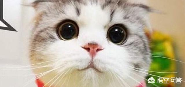 折耳猫幼猫怎么养:怎么喂养两个月大的幼猫，怎么跟她好好相处？