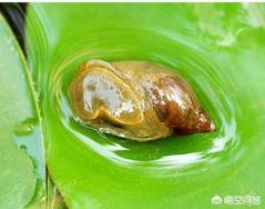 苹果螺爆缸了怎么处理:鱼缸壁上的水藻该怎么去除？