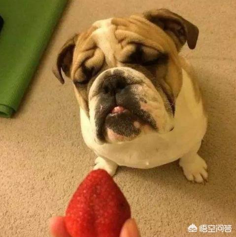 英斗犬和法斗犬哪个好:英斗犬和法斗犬哪个贵 为什么感觉养法斗的人比养英斗的多？