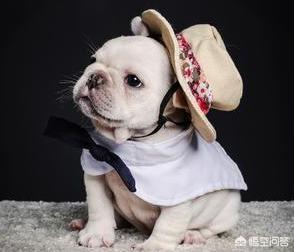 英斗犬和法斗犬哪个好:英斗犬和法斗犬哪个贵 为什么感觉养法斗的人比养英斗的多？