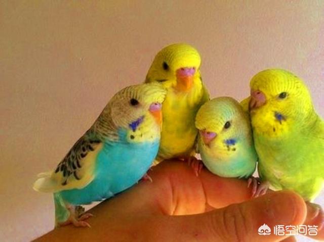 一个月虎皮鹦鹉吃什么:虎皮鹦鹉出小鸟了，需要补充哪些营养？