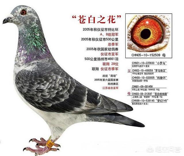 头条问答 - 麒麟花鸽子适合参加比赛吗?(6个回答)