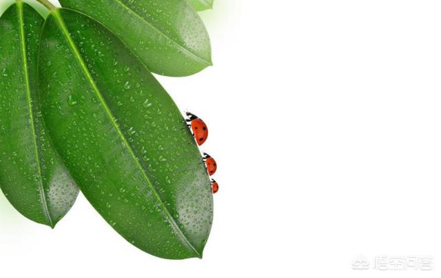 橡皮树图片:橡皮树开花图片 怎么才能让橡皮树长得更快？