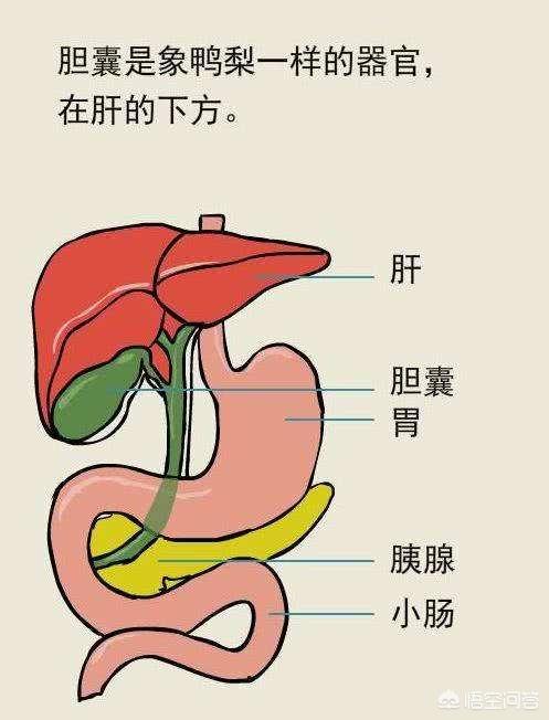 胆囊的疼痛位置示意图图片