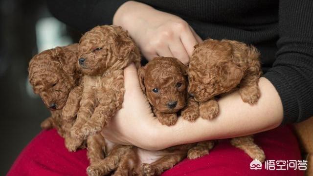 松狮幼犬怎么挑:如何挑选一只好的边牧幼犬？