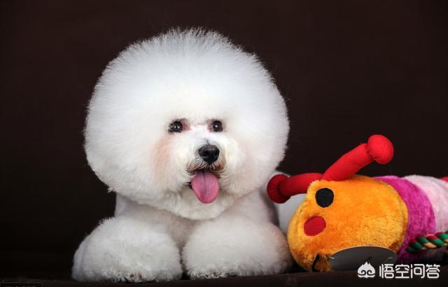 可爱的比熊犬图片:柯基、比熊、泰迪，哪个比较聪明好养呢？